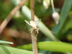 Heteroptera