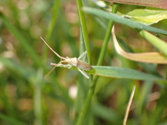 Heteroptera