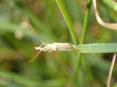 Heteroptera