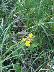 Chelidonium asiaticum