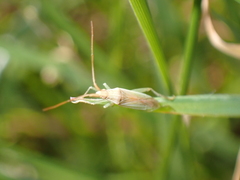 Heteroptera