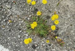 Hypochaeris achyrophorus