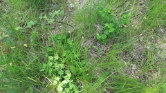Aristolochia pallida