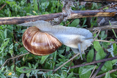 Helix nucula