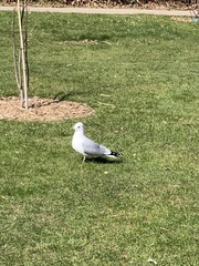 Larus canus