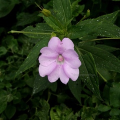 Impatiens platypetala