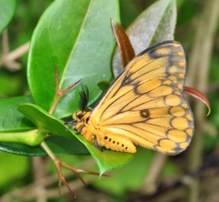 Pseudaphelia apollinaris