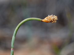 Lepidobolus drapetocoleus