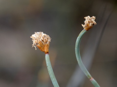 Lepidobolus drapetocoleus