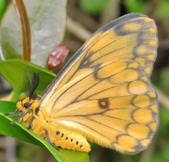 Pseudaphelia apollinaris