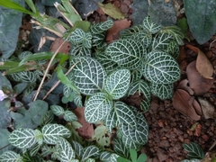 Fittonia