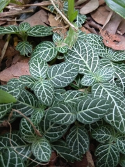 Fittonia