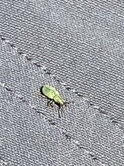 Polydrusus formosus