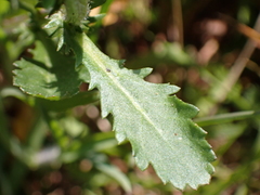 Anthemideae