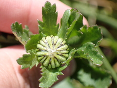 Anthemideae