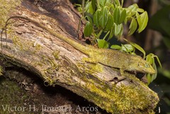 Anolis macrinii