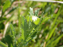 Anthemideae