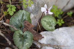 Cyclamen alpinum