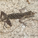 Gadow's Anole - Photo (c) victor_jimenez_arcos, some rights reserved (CC BY-NC-ND), uploaded by victor_jimenez_arcos