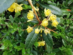 Berberis julianae