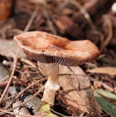 Lepiota haemorrhagica