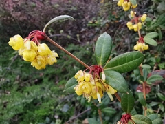Berberis julianae