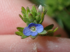 Veronica arvensis