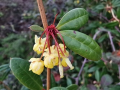 Berberis julianae