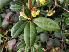 Berberis julianae