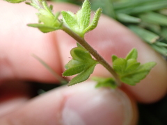 Veronica arvensis