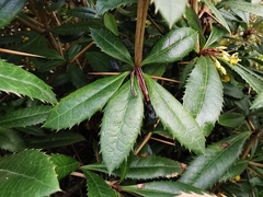 Berberis julianae