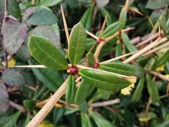 Berberis julianae