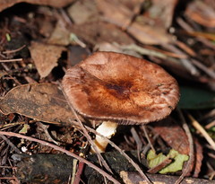 Lepiota haemorrhagica