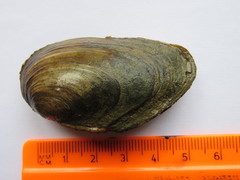 Anodonta anatina