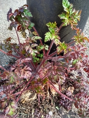 Geranium robertianum