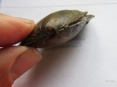 Anodonta anatina
