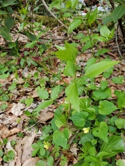 Thaspium trifoliatum trifoliatum