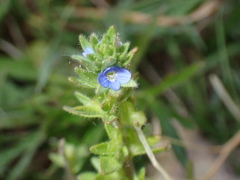 Veronica arvensis
