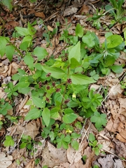Thaspium trifoliatum trifoliatum