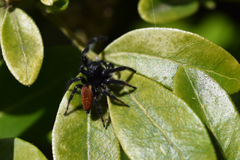 Carrhotus xanthogramma