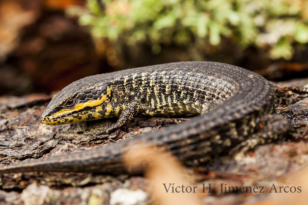 Gadow's Alligator Lizard