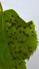 Paracercosporidium microsorum