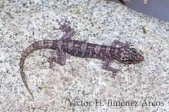 Phyllodactylus delcampoi