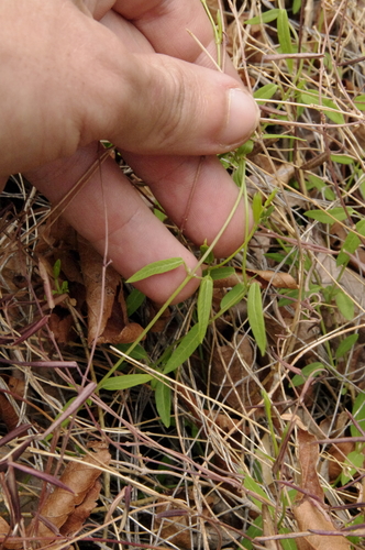 Image of Pringle's Swallow-Wort (Metastelma pringlei) by (c) Eric Knight, some rights reserved (CC BY)
