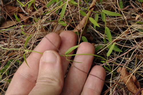 Image of Pringle's Swallow-Wort (Metastelma pringlei) by (c) Eric Knight, some rights reserved (CC BY)