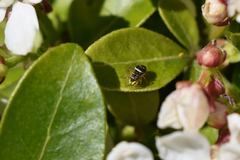 Heliophanus