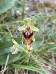 Ophrys sphegodes sphegodes