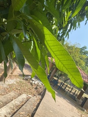Mangifera indica
