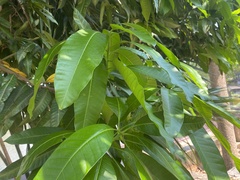 Mangifera indica