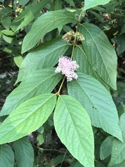Callicarpa cathayana